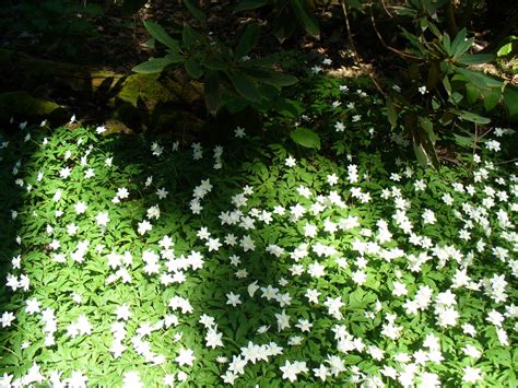 We did not find results for: NON FLOWERING EVERGREEN VINES, FLOWERING VINES EVERGREEN ...
