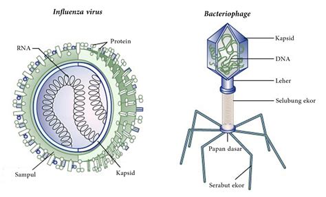 Apa Itu Virus? Ini Asal Muasal dan Cara Terbentuknya