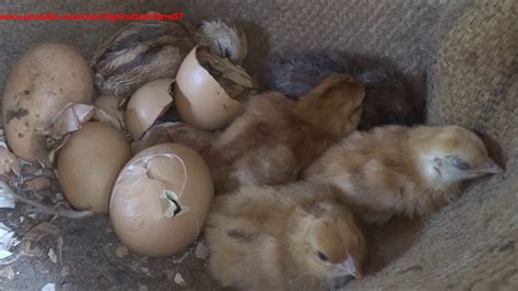 Broody Hen And Baby Chicks Chicken Hatching Eggs Naturally Youtube