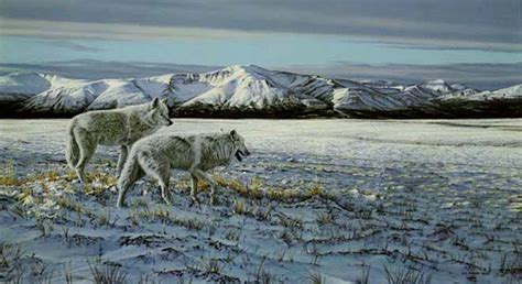 First Snow Arctic Wolves By Wildlife Artist Ron Parker Available From