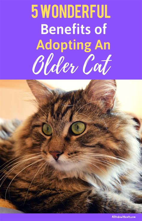 5 Benefits Of Adopting An Older Cat What You Need To Know Older