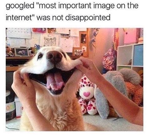 41 Of The Best Doggo Memes You Will Ever See Joyscribe