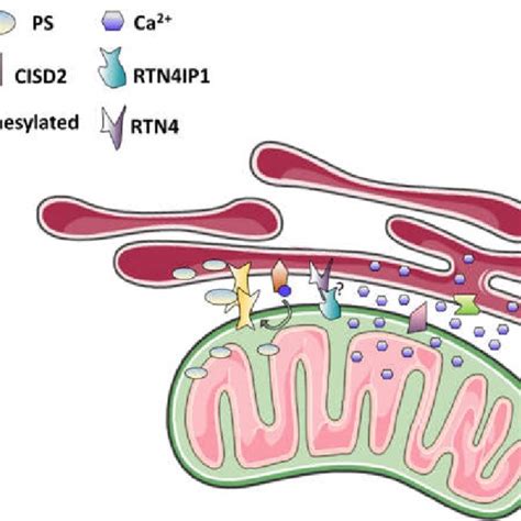 Main Nuclear Genes Associated With Mitochondria Associated Membranes
