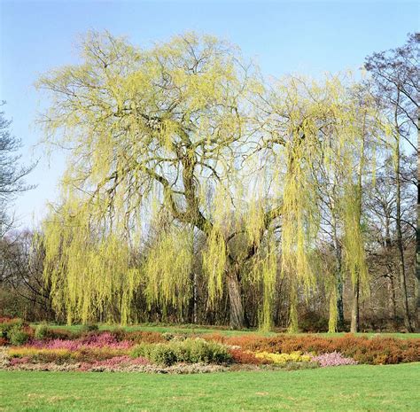 Weeping Willow Tree Photograph By Anthony Cooperscience Photo Library