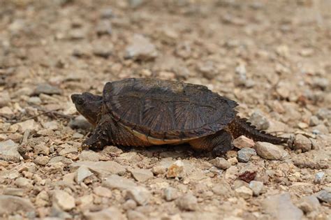 Baby Snapping Turtle Guide You Need 2020