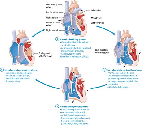 Module 174 Mechanical Physiology Of The Heart The Cardiac Cycle