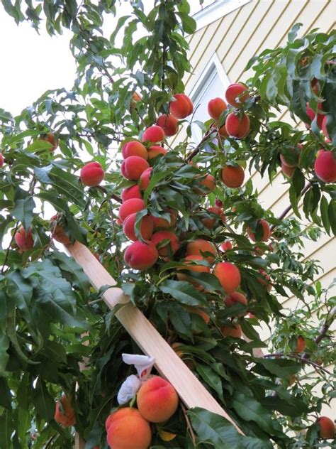 Contender Peach Trees For Sale