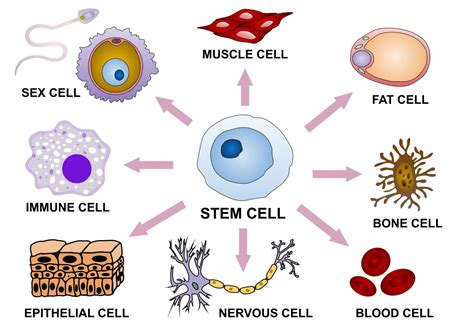 How Stem Cells Can Repair Our Body Dynamic Nutrition
