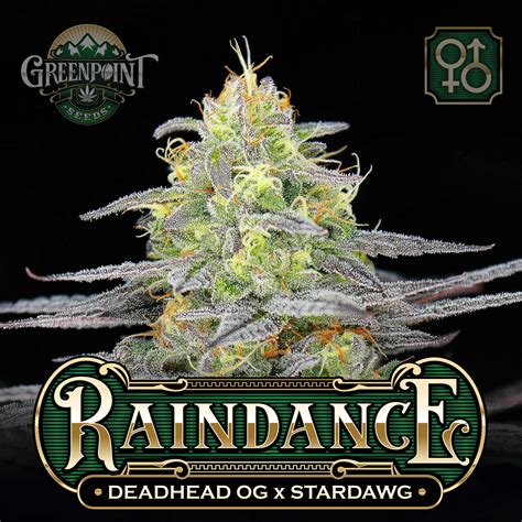 Raindance Buy Deadhead Og Cannabis Seeds Greenpoint Seeds