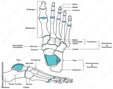 Human Foot Anatomy Infographic Diagram Bones Phalanges Metatarsals