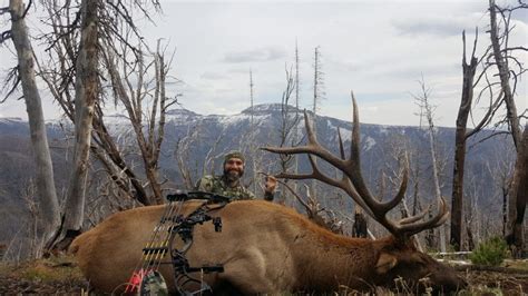 Fully Guided Idaho Archery Elk Hunt For Two Hunters