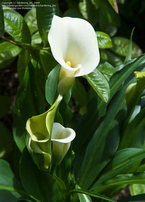 Plantfiles Pictures Arum Lily Calla Lily Large White Aethiopica Zantedeschia Aethiopica 1