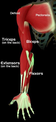 It's a long flat muscle that stretches from the spine to the side of the body. Arm Muscles