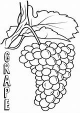 Coloring Grape Pages Coloringway sketch template