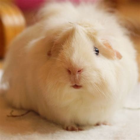 Pretty White Guinea Pig Who Was Rescued From A Field In Highlands Ranch