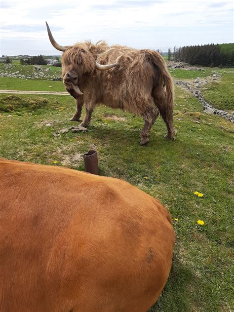 This Highland Cattle Rfunny