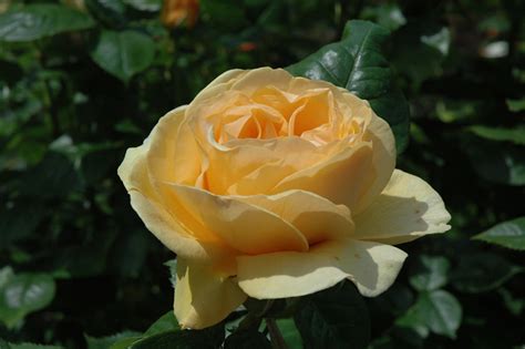To send flowers to the family or plant a tree in memory of julia julie albani, visit our floral store. Julia Child Rose (Rosa 'Julia Child') in Houston, Texas ...