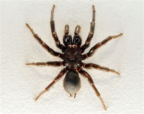 Medium or large in size, their poison can be severely. Sydney Funnel Web Spider - Atrax robustus