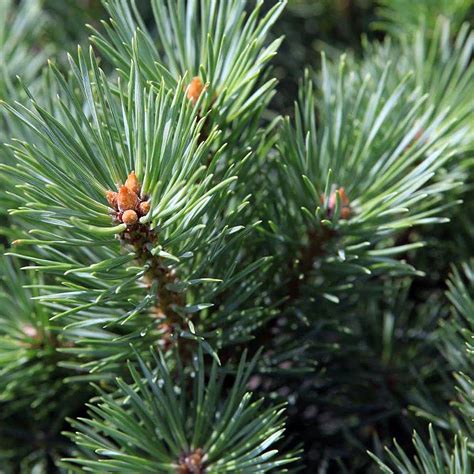 Huile Essentielle De Pin Sylvestre Pinus Sylvestris Aromathérapie