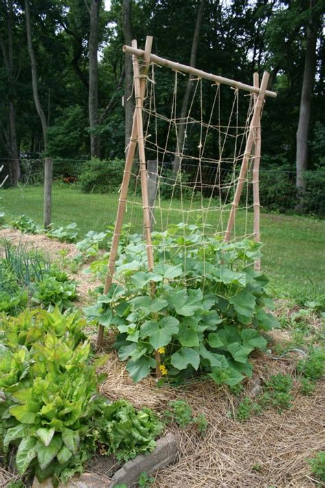 Carefully plan out the spacing and design elements of your landscape. homemade trellis for cukes using bamboo and jute here's ...