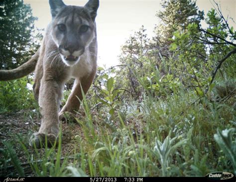 Tips To Avoid A Mountain Lion Attack In Colorado
