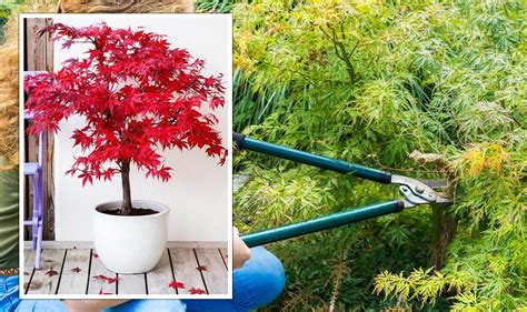 Gardening How And When To Prune A Japanese Maple Uk