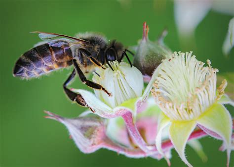 Dahlias and ivy can provide bees with a good source of nectar well into autumn. Free Images : work, nature, blossom, plant, flower, petal ...