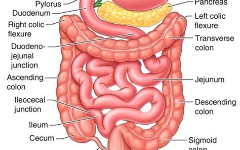 The Small Intestine Part 4 Of The 5 Phases Of Digestion Anatomy