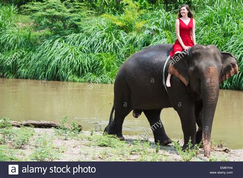 Girl Riding An Elephant Chiang Mai Thailand Stock Photo