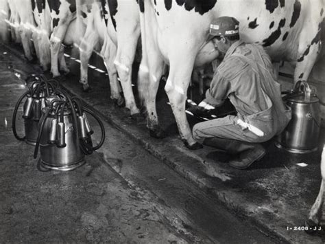 Joe Santana Milking Cows Photograph Wisconsin Historical Society
