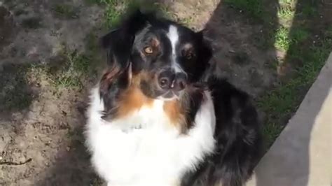 Toby The Two Nosed Australian Shepherd Dodges The Death Penalty To