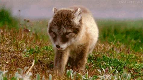 Find funny gifs, cute gifs, reaction gifs and more. Cute Fox GIFs - Find & Share on GIPHY