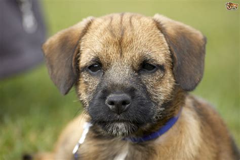 The Top Ten Most Popular Registered Dog Breeds In The Uk Pets4homes