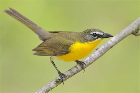 Yellow Breasted Chat