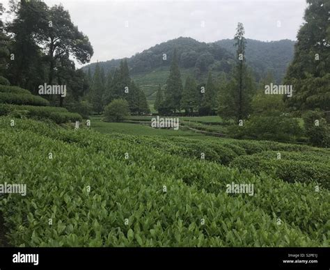A Long Jing Dragonwell Tea Plantation In Hangzhou China Stock Photo