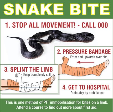 What Is The Treatment For A Snake Bite Allen S Training Sunshine Coast