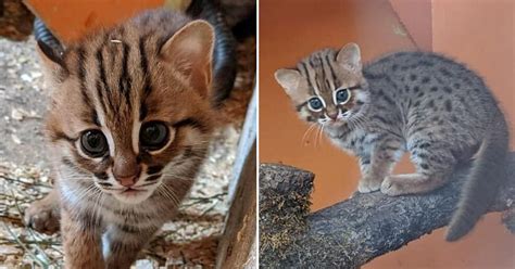 Tiny Pair Of Worlds Smallest And Rarest Wild Cats Born In Uk Sanctuary