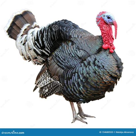 colorful turkey isolated on the white background stock image image of farm cutout 154680555
