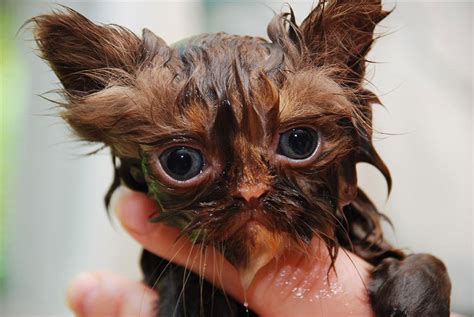 22 Hilarious Pictures Of Wet Cats Bored Panda