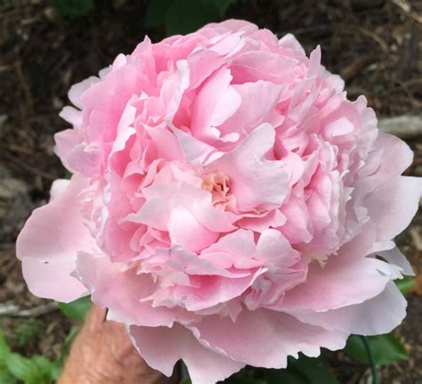 We did not find results for: Pink Parfait - Pink Herbaceous Peony - Paeonia - Kelways