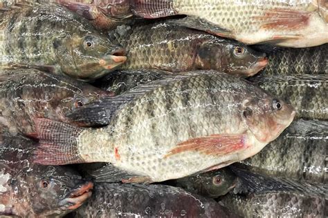 Live Tilapia Fish Packaging Type Box At Best Price In Pune Id