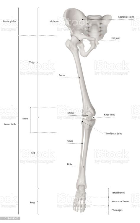 Infografikdiagramm Des Menschlichen Skelett Untere