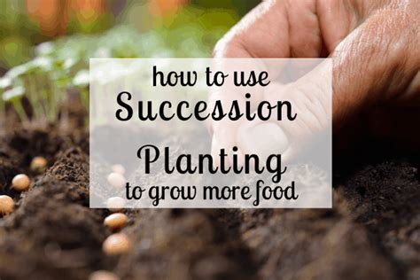 Succession Planting How To Maximize Your Harvest
