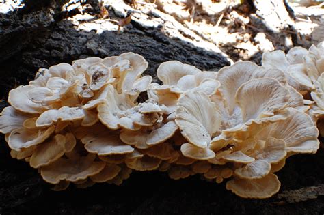 A fungus under my deck in Arkansas [777 x 517] [OC] : BotanicalPorn