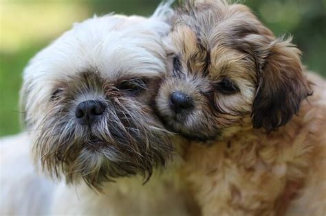 Shih Tzu Mixed Breeds Which Shih Tzu Cross Breed Is Right For You