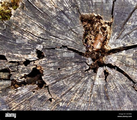 Overhead Closeup Of Cracked Crumbling Tree Stump Stock Photo Alamy