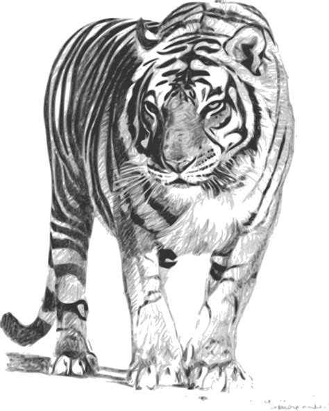 Bengal Tiger Drawing Images Peepsburghcom