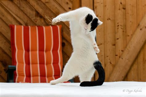 Table Dance Funny Pics Funny Pictures Dancing Cat Cat Boarding