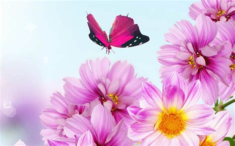 They include photo slideshows as well as 2d and realistic 3d animations of flowers. Pink Flowers Wallpapers:wallpapers screensavers