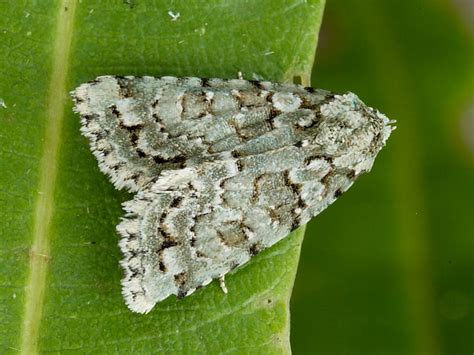 British Moths Marbled Green Wildlife Insight